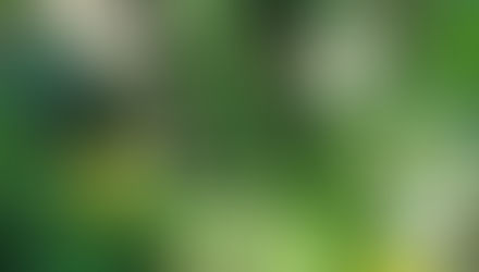 キュウリなの?カボチャなの?