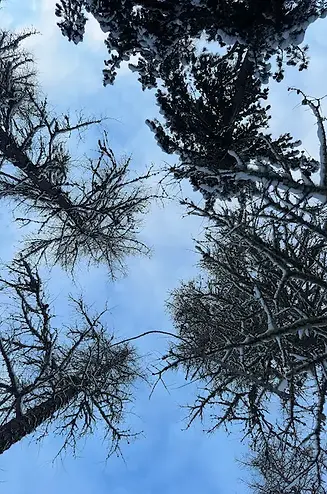 alberi ghiacciaio morteratsch