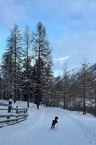Cane che corre sulla neve lungo i sentieri di Morteratsch