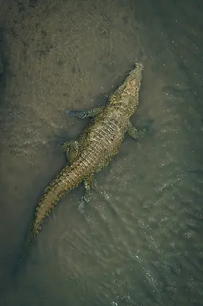 Coccodrillo gaviale del Gange che si riscalda al sole lungo il fiume Rapti, nel cuore del Chitwan National Park.