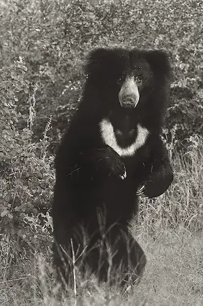 Orso labiato del Chitwan National Park, una delle specie più rare osservabili durante i safari nella giungla nepalese.