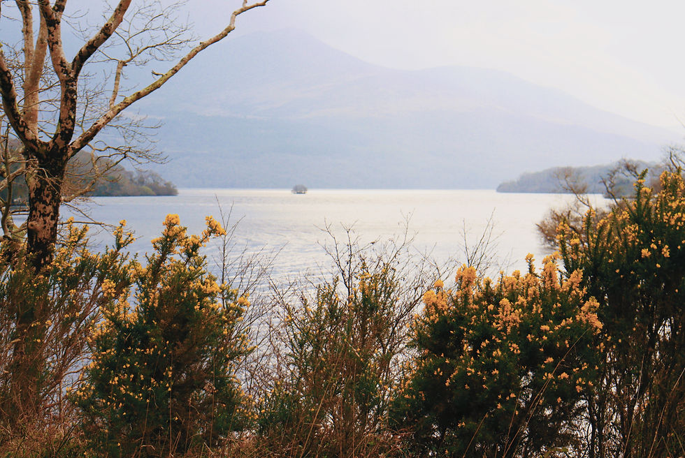 Wildflowers at the edge of a lake in Killarney National Park.