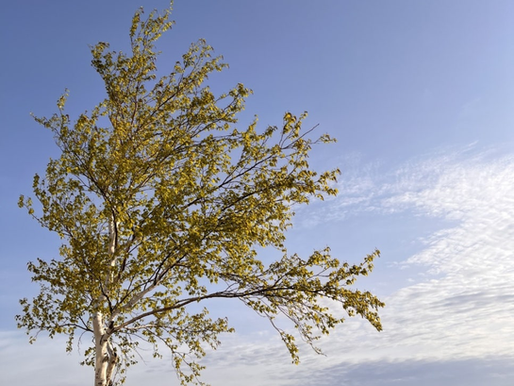 2025년 부활절 제4주 예배공동기도문