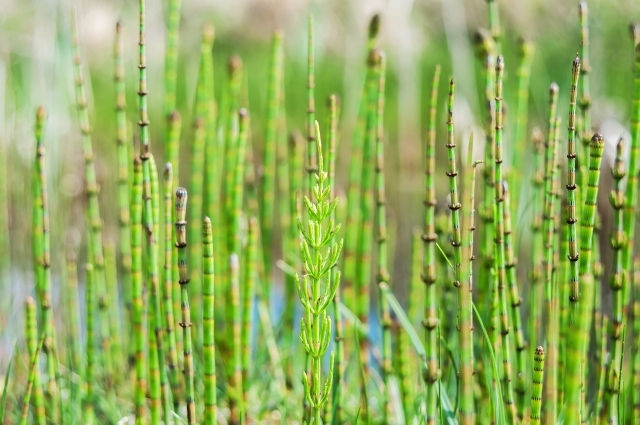 Giant Horsetail