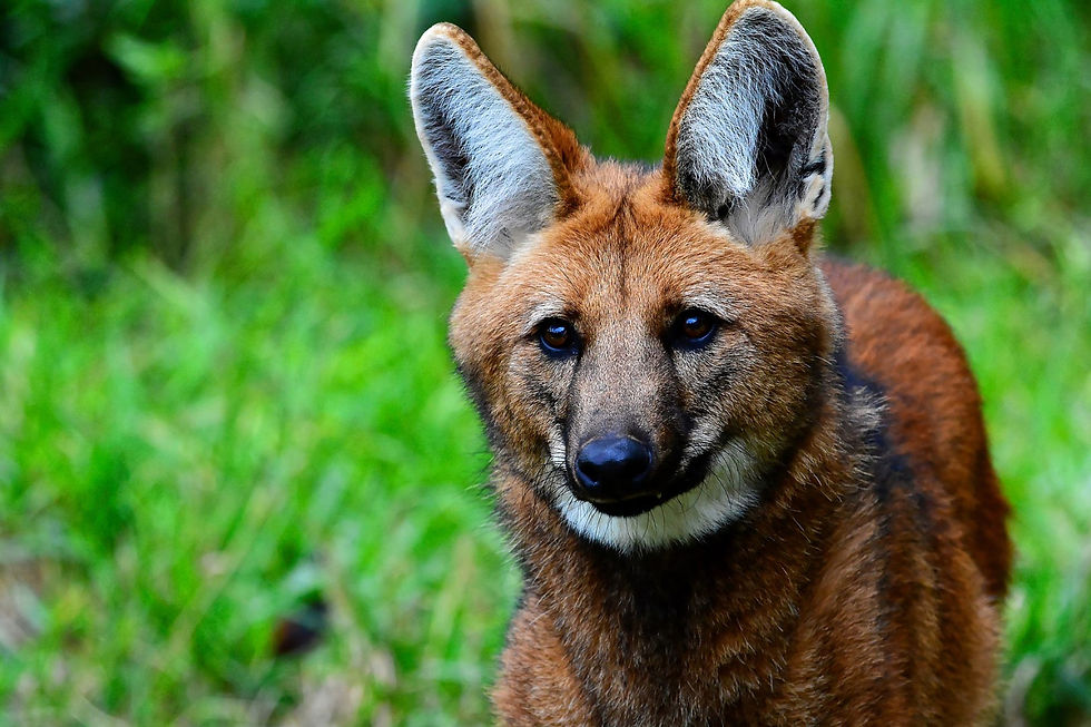 Maned wolf