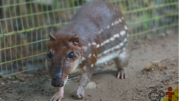 Pacas são animais noturnos e solitários, exceto na época de acasalamento. Constroem tocas no solo, muitas vezes com várias entradas para facilitar a fuga de predadores. São silenciosas e têm excelente audição.
