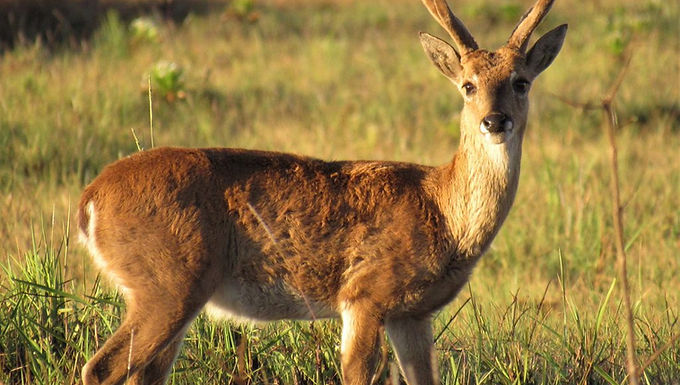 O veado-campeiro é um animal diurno, geralmente visto em pequenos grupos ou solitariamente. São animais extremamente ágeis e rápidos, capazes de correr longas distâncias para fugir de predadores. Utilizam sua camuflagem natural e comportamentos discretos para se proteger. No entanto, em época de reprodução, os machos tornam-se mais territoriais e competitivos.
