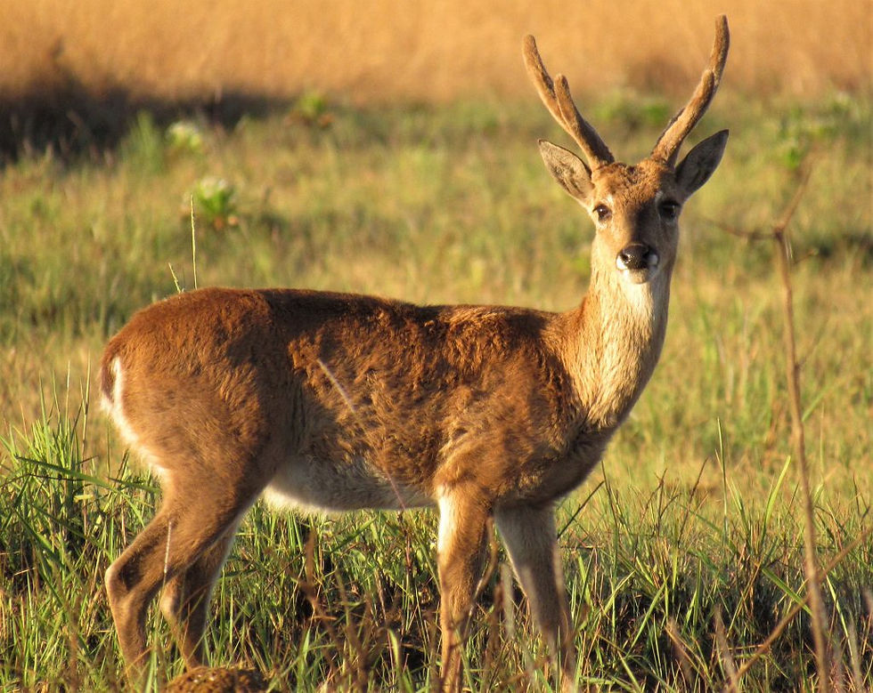 Pampas deer