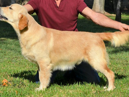 Gibraltar 2016, grandes resultados.