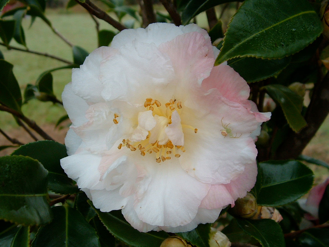 C. sasanqua 'Ginryu'