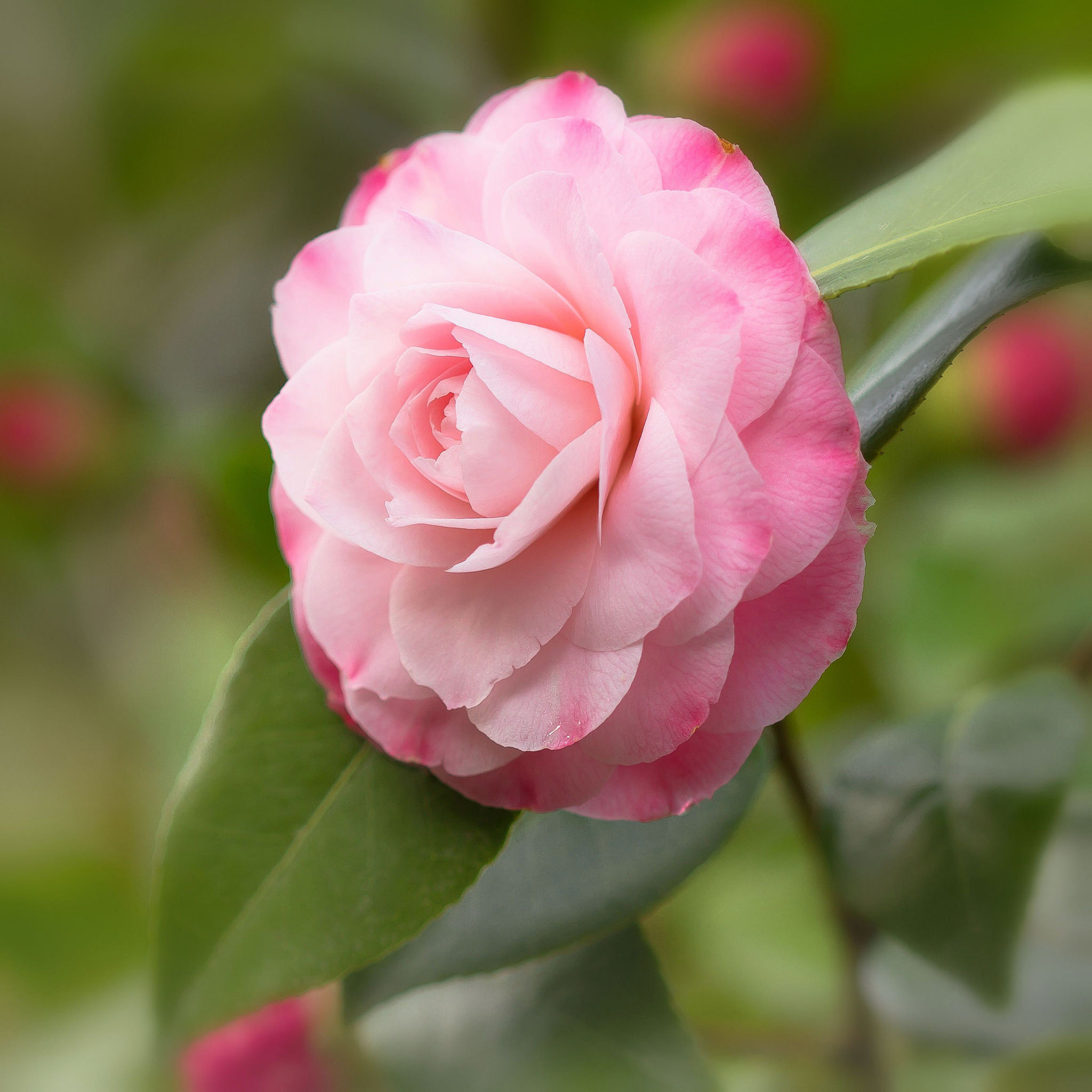 C. japonica 'Nuccio's Pearl'