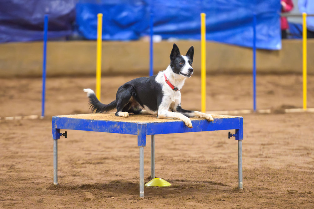 Black and white border collie dog laying on agility pause table attentive, ready to go