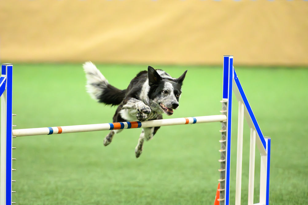 Australian cattle dog jumping an agility jump in Oklahoma City
