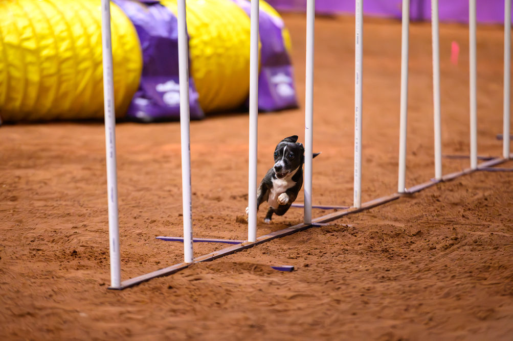 Little dog running through agility weaves. Agility tunnel in background. Purcell, Oklahoma. Oklahoma City dog photographer.