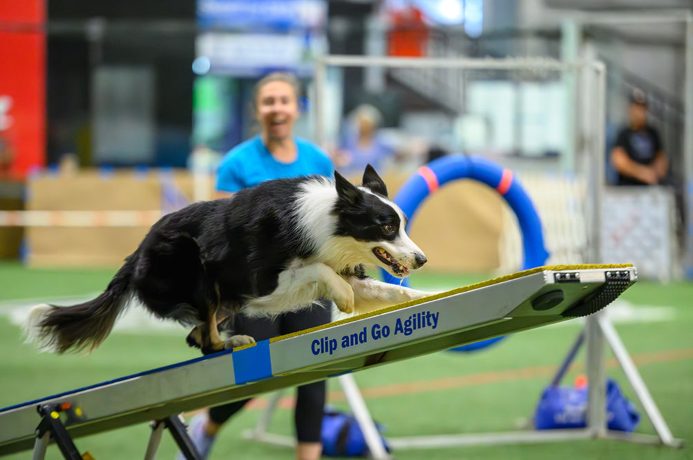 border collie dog on agility teeter, handler and tire jump in background blurry. Oklahoma City