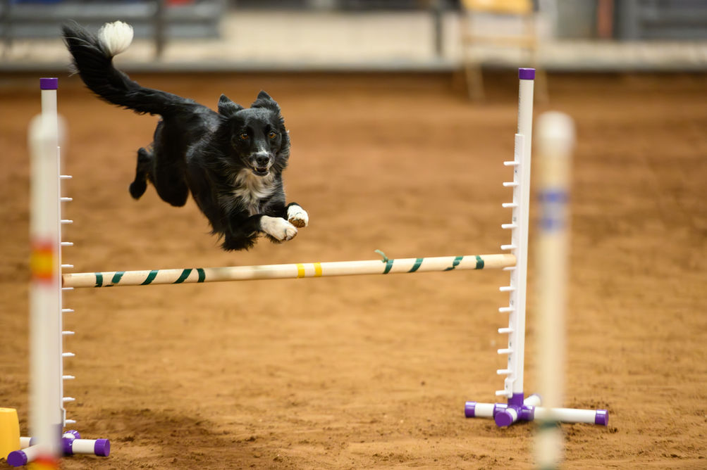 black border collie dog jumping over agility jump, tail flying, in Norman, Oklahoma. Oklahoma City dog photographer