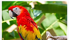Parrot Image