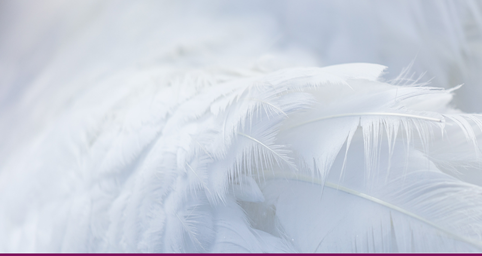TOP Banner Angel Feathers with purple ba
