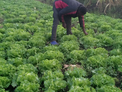 The Nile Vegetables' garden