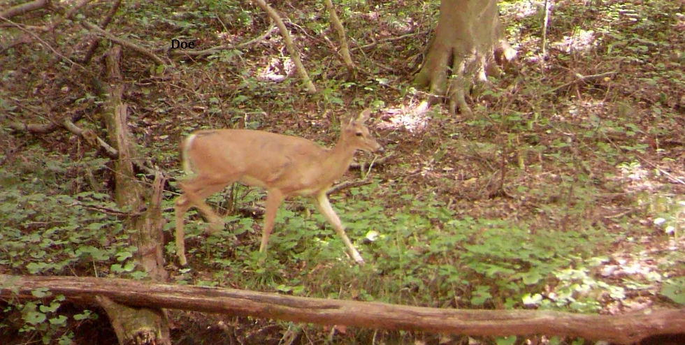 Surprise in The Woods