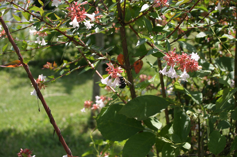 Springtime Blossoms