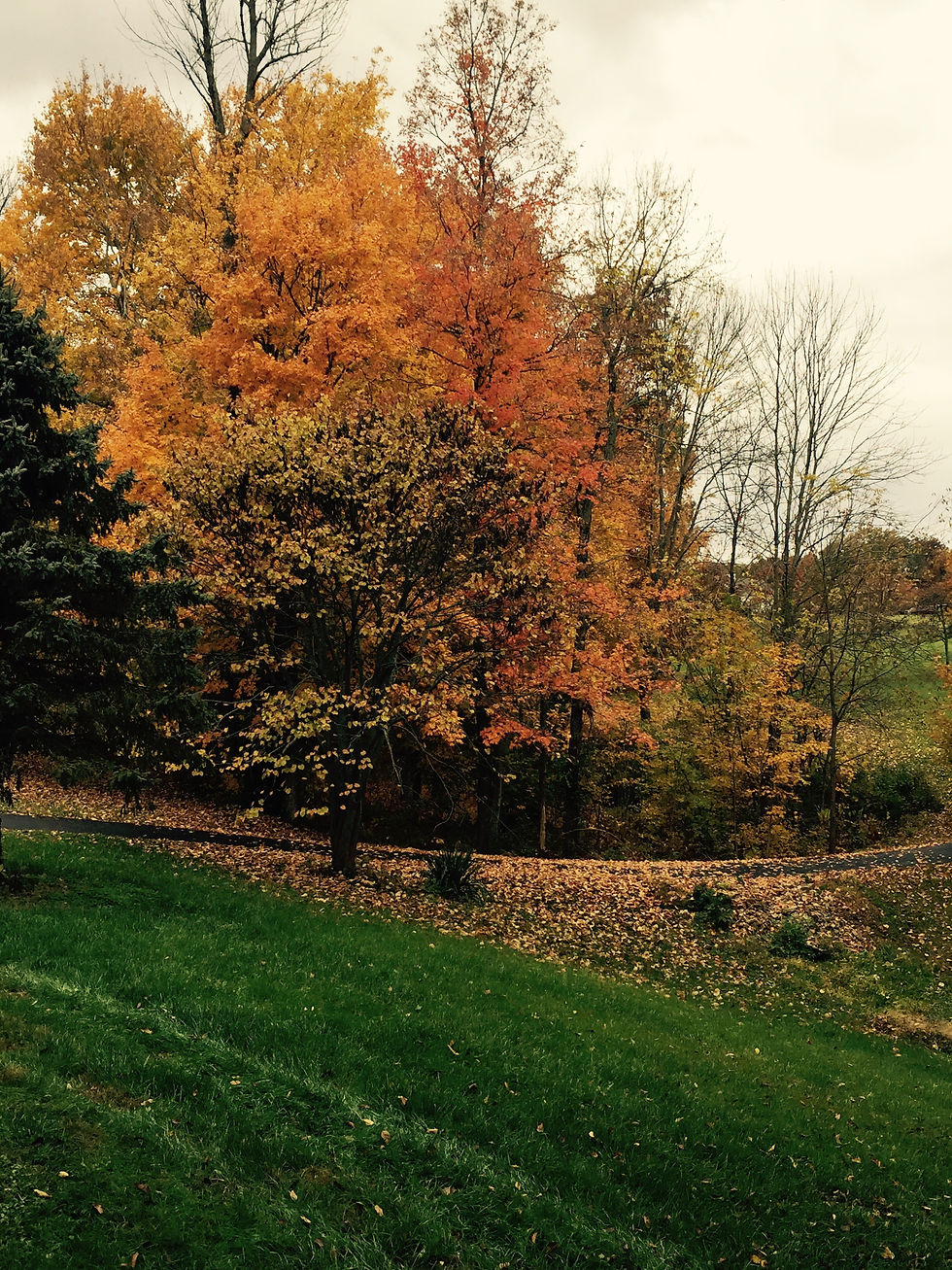 Brilliant Fall Colors
