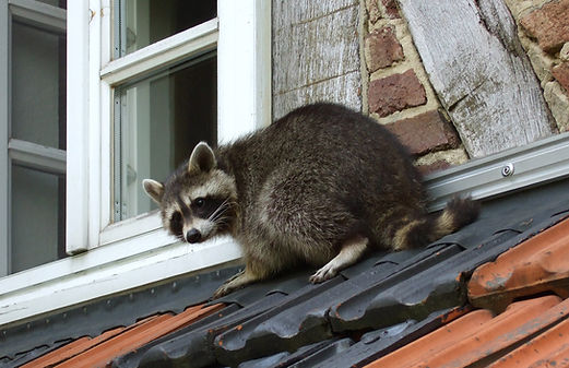 Raccon on roof-cropped.jpg
