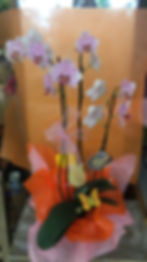orquideas 4 tallos varios tonos