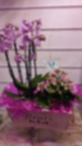 CESTA orquidea y planta.