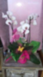 orquideas desde 25€