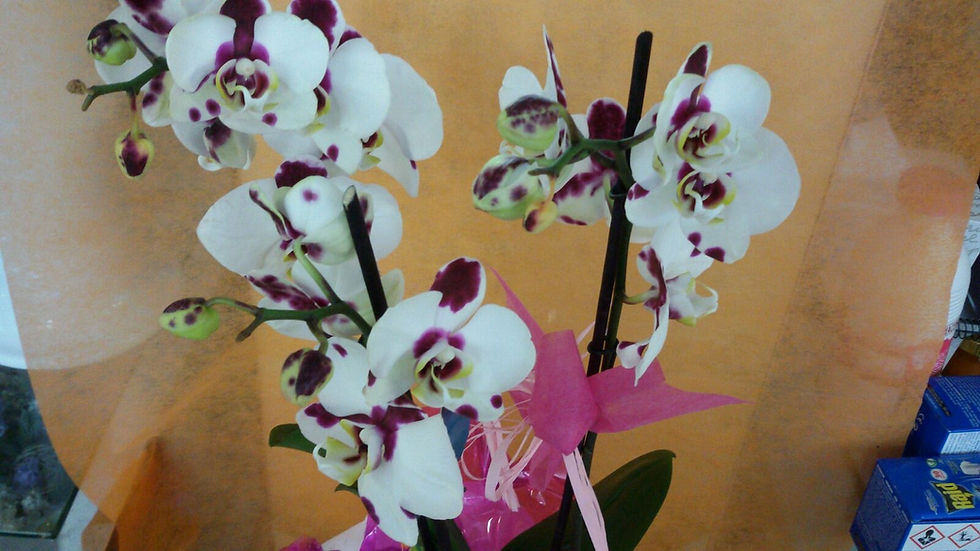 orquideas desde 25€