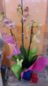 orquideas desde 25€