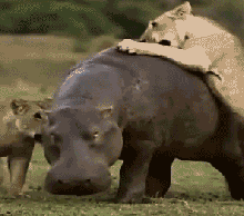 tPNevH165653_4241664.gif