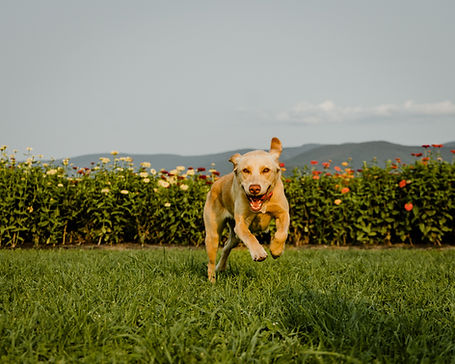 Image of a dog running through a field.