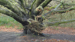 March – The Woodland Awakens