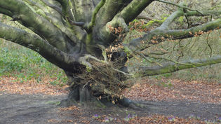 March – The Woodland Awakens