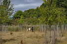 Foraging on the Stray  [Credit George Eglese].jpg