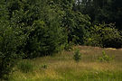 Pinetum_3_Harrogate_George_Eglese-1.jpg
