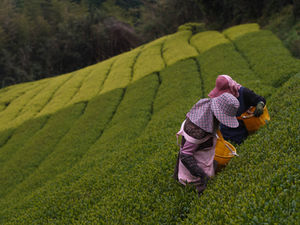 SUGIYAMA — Steady Hands, and a Century of Tea