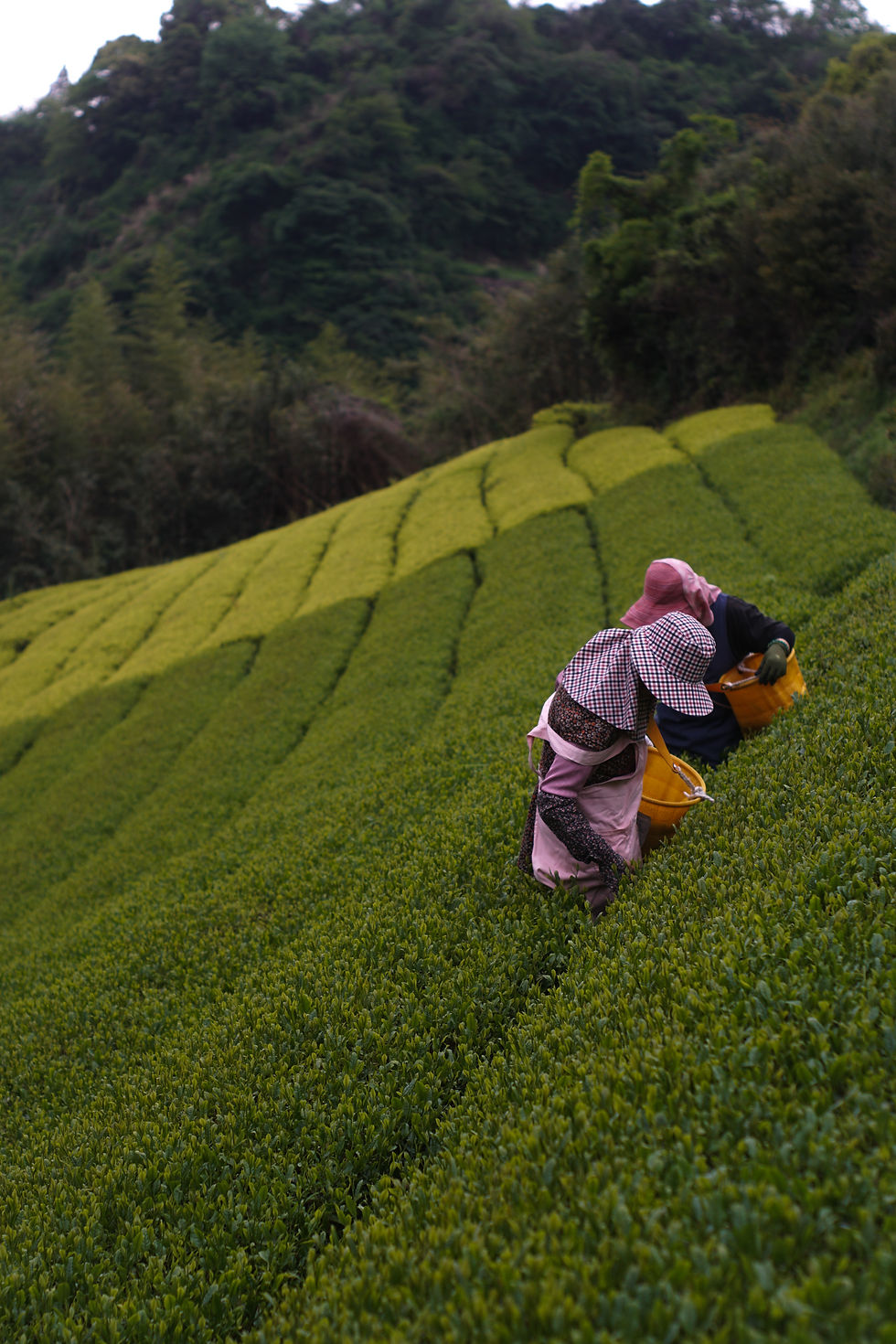 SUGIYAMA — Steady Hands, and a Century of Tea