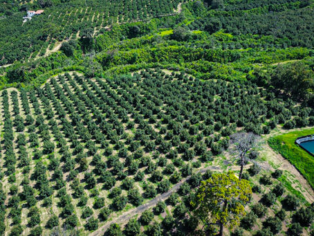 Del campo al empaque: así garantizamos la calidad del aguacate Terravo