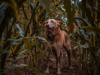 Corn 2.jpg