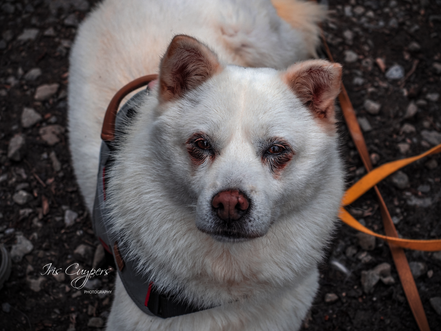 Wat te verwachten van mijn adoptiehondje?/What can I expect from my rescue dog?