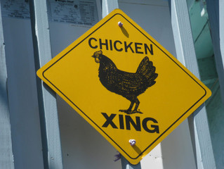 Why Did the Chicken Cross the Road? He followed the sign!