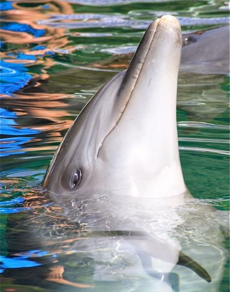 WHAT TO DO IF YOU FIND A MARINE MAMMAL IN DISTRESS