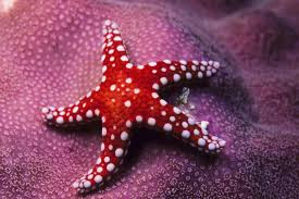 EVERY STARFISH MATTERS