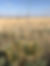 yucca.jpg