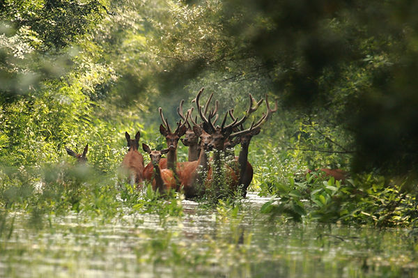 Kopacki rit deers.jpg
