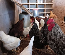 Sampson's River Bend Farm owned and operated by James and Michelle Sampson. They raise and breed Registered Miniature Herefor