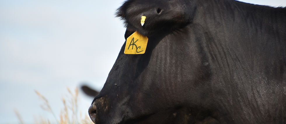 Arnold Kattle Company